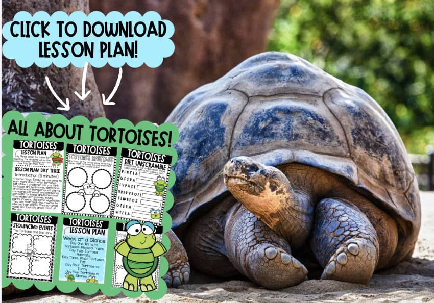 Slow and Steady: A Lesson All About Tortoises - A-Z Animals